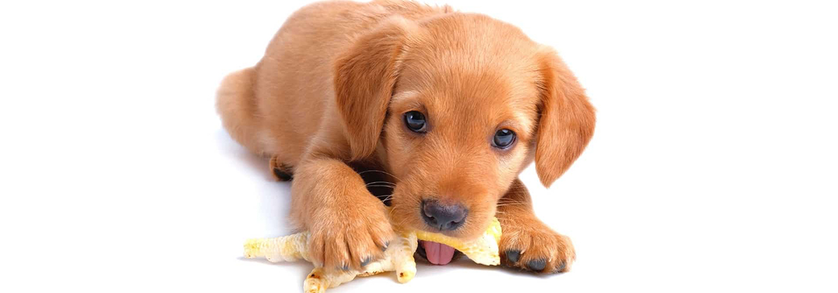 Feeding dog 2024 chicken feet