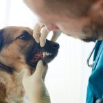Checking teeth of dog