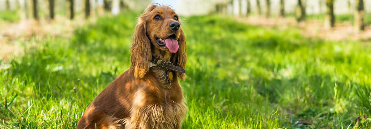English Cocker Spaniel Dog (All Facts and Pictures)