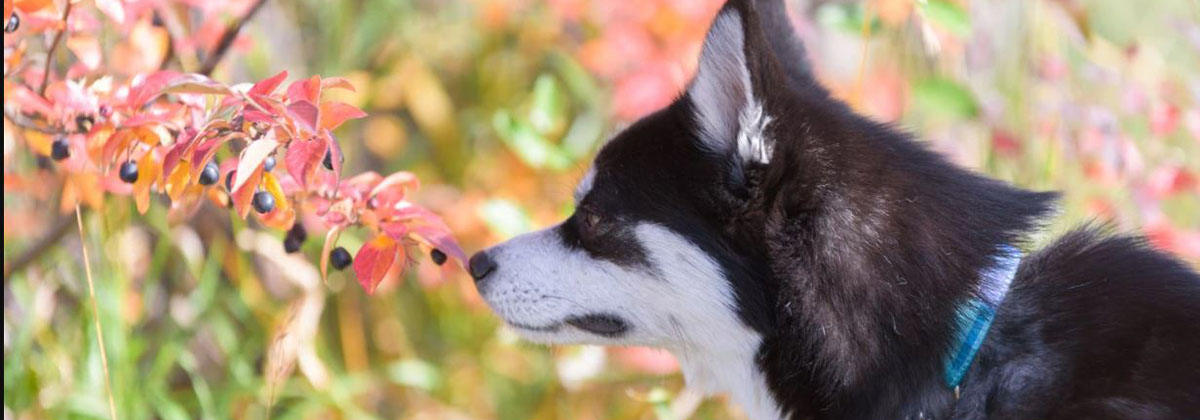 Poisonous Plants for Dogs: A Full List