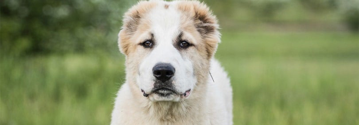 can a central asian shepherd dog live in afghanistan
