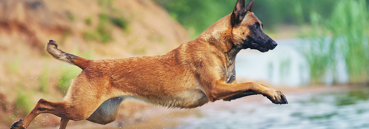 Belgian Malinois Dogs  Learn More About This Majestic Breed