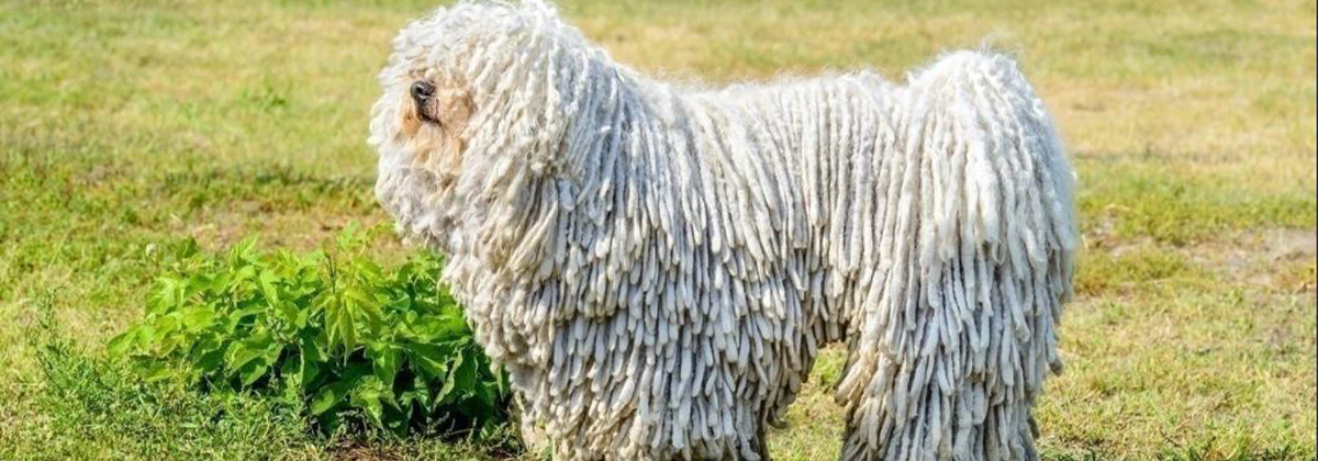 can bones cause disease in a bergamasco shepherd