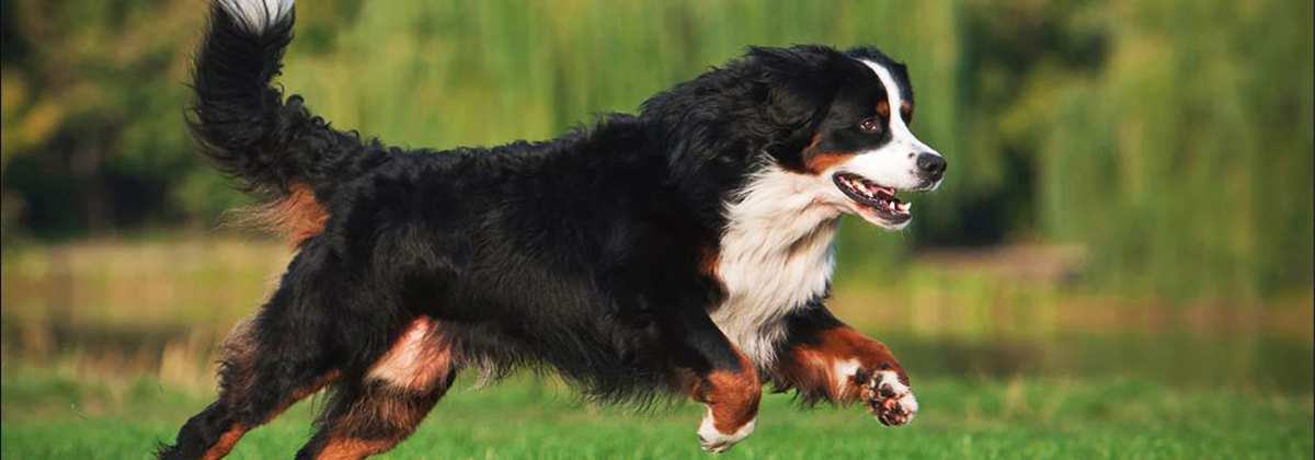 Harmony bernese mountain sales dogs