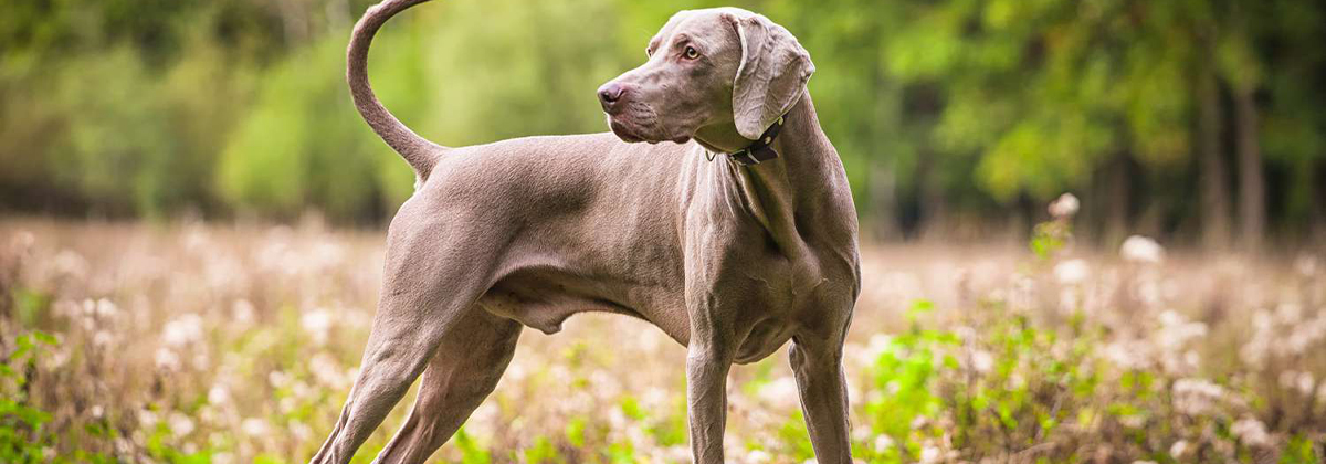 Weimaraner store becoming aggressive