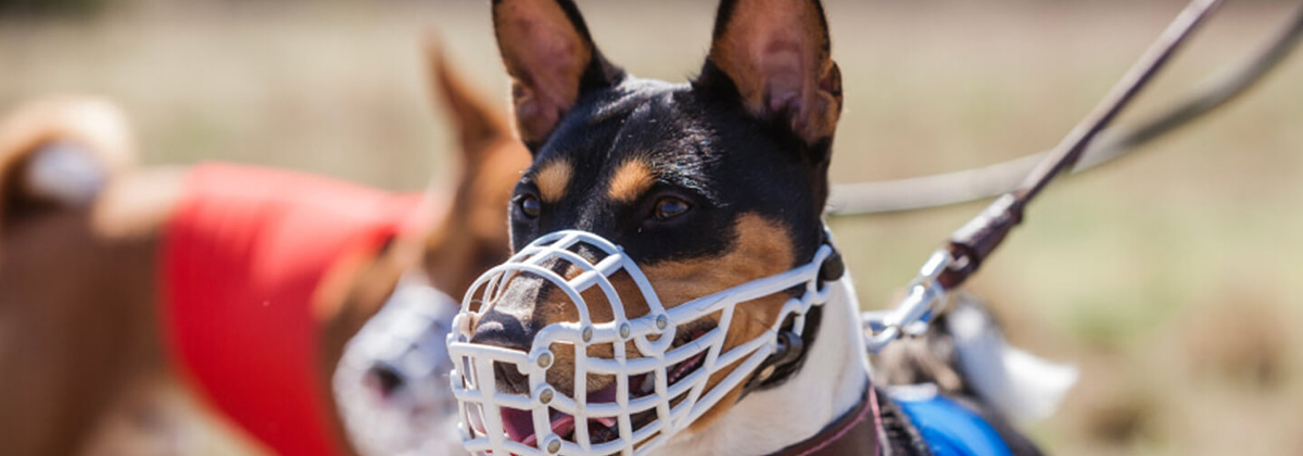 Dog muzzle to stop eating clearance poop