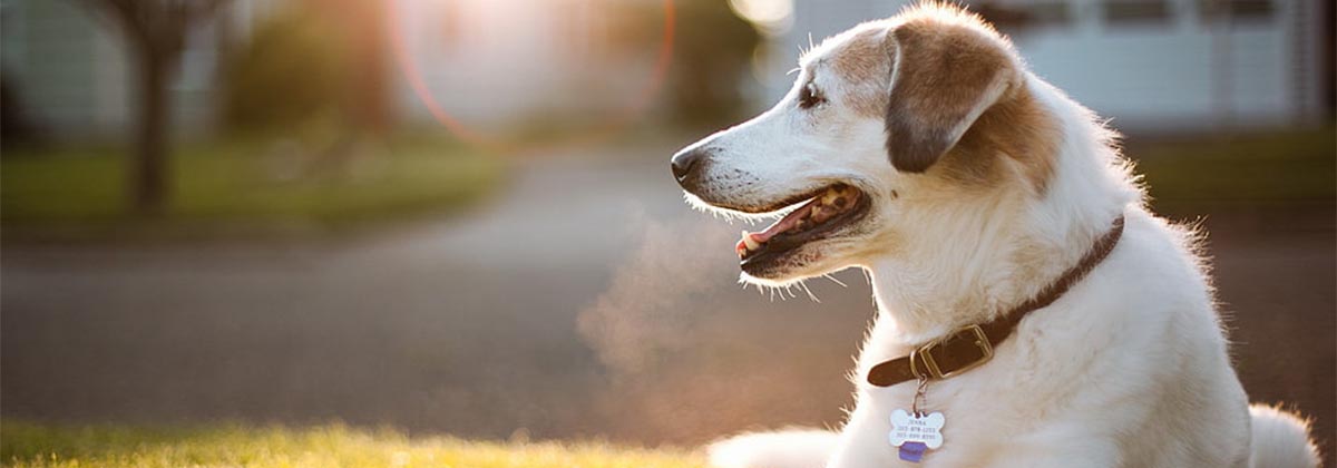 how often do dogs need sunlight