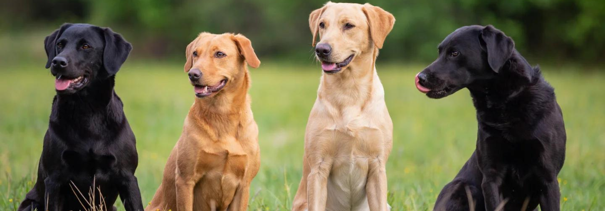 Labrador store excessive shedding