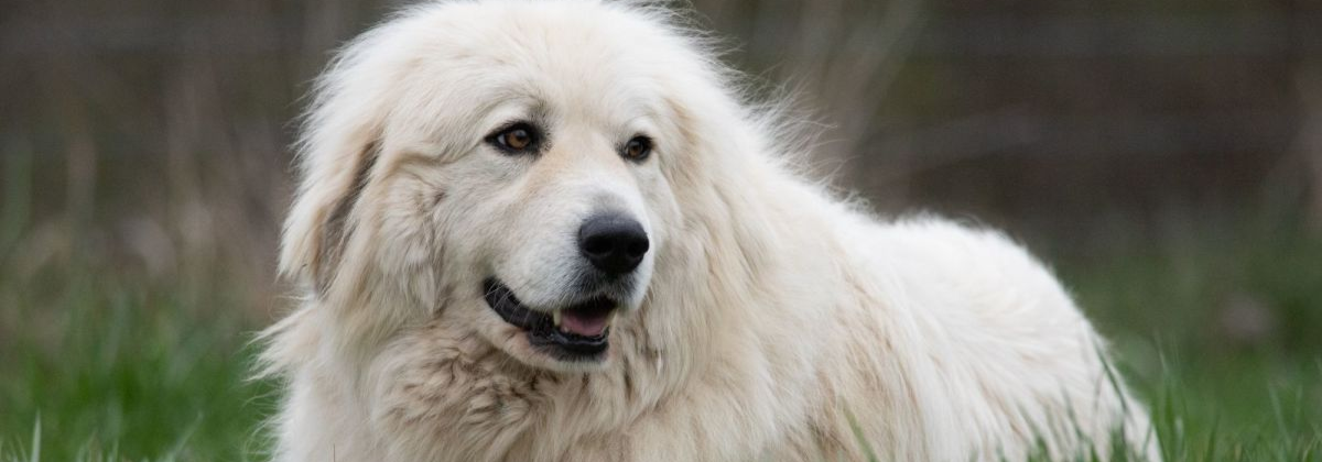 Great pyrenees aggressive towards sales humans